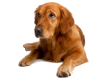 A golden retriever